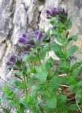 Bartsia alpina